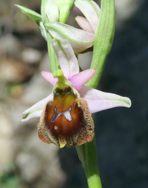 Ophrys crabronifera & Ophrys holosericea sp. � Monti Lucretili  (Roma).